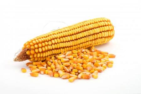 кукуруза на зерно